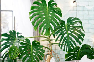 Monstera
