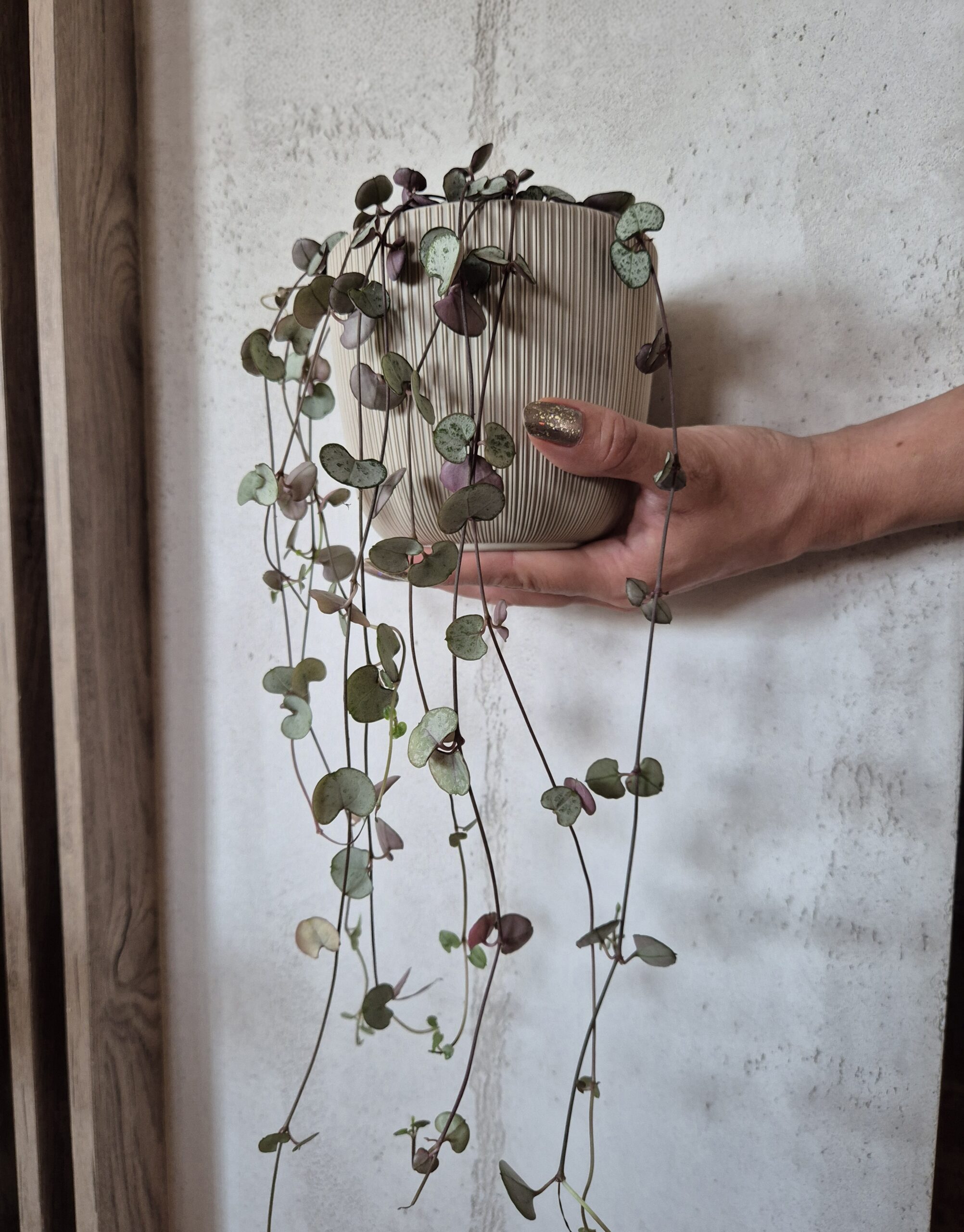 String of hearts растение Скопје - висечко растение