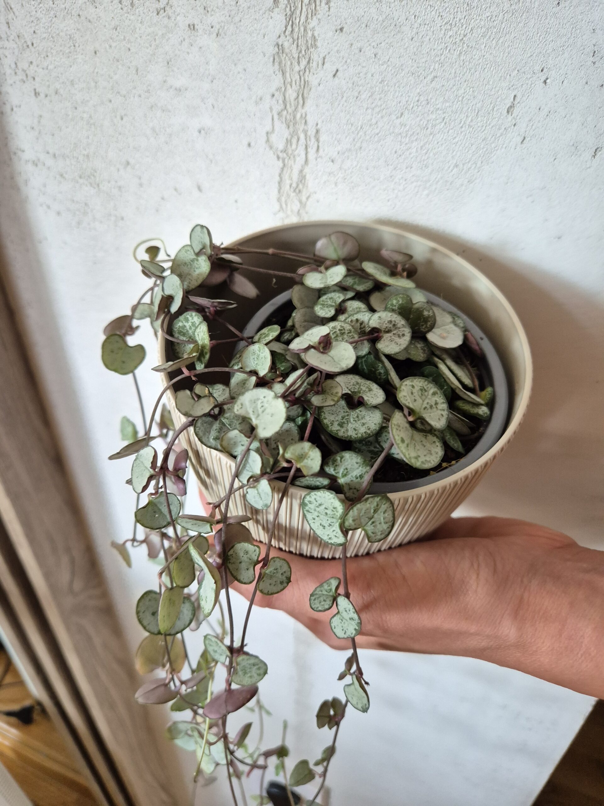 String of Hearts растение Скопје - висечко растение