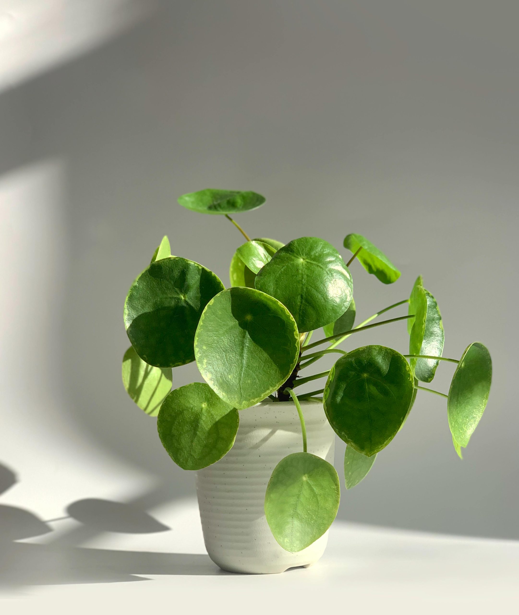Pilea_Peperomides