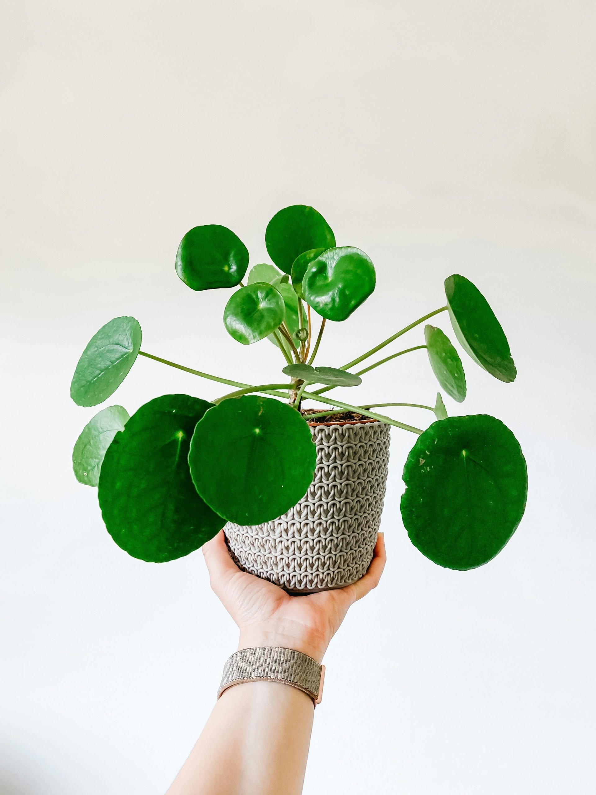 Pilea_Peperomides2